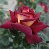Trandafiri hibrizi Tea - trandafir cu parfum intens - comanda trandafiri online - Rosa Eddy Mitchell® - roșu / galben
