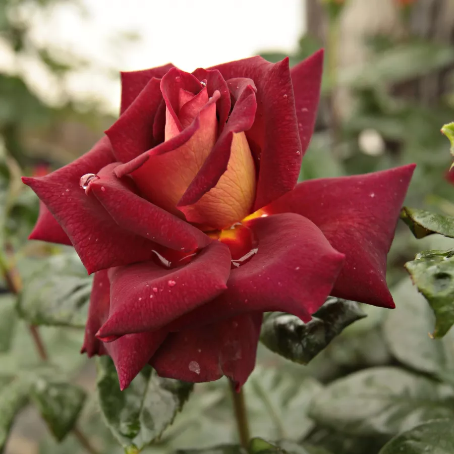Trandafiri hibrizi Tea - Trandafiri - Eddy Mitchell® - comanda trandafiri online