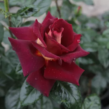 Bordo - žuta poleđina latica - hibridna čajevka - ruža intenzivnog mirisa - aroma kupine