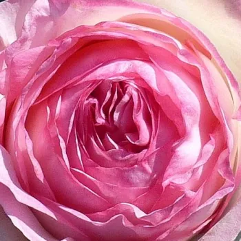 Rózsák webáruháza. - rózsaszín - climber, futó rózsa - Eden Rose® - közepesen illatos rózsa - orgona aromájú - (100-400 cm)