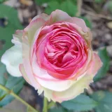 Ruža puzavica - ružičasta - srednjeg intenziteta miris ruže - Rosa Eden Rose® - Narudžba ruža