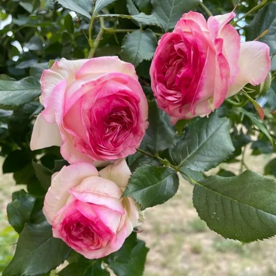 Rosa - Rosa - Eden Rose® - Produzione e vendita on line di rose da giardino