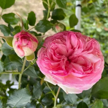 Rosa Eden Rose® - różowy - róża pnąca climber