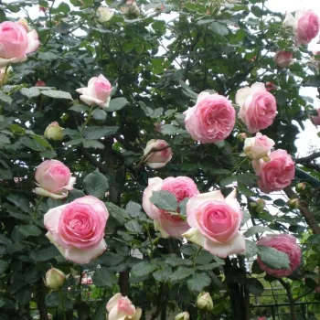 Roza barve,pri odpiranju cvet bele barve - Vrtnica plezalka - Climber   (100-400 cm)