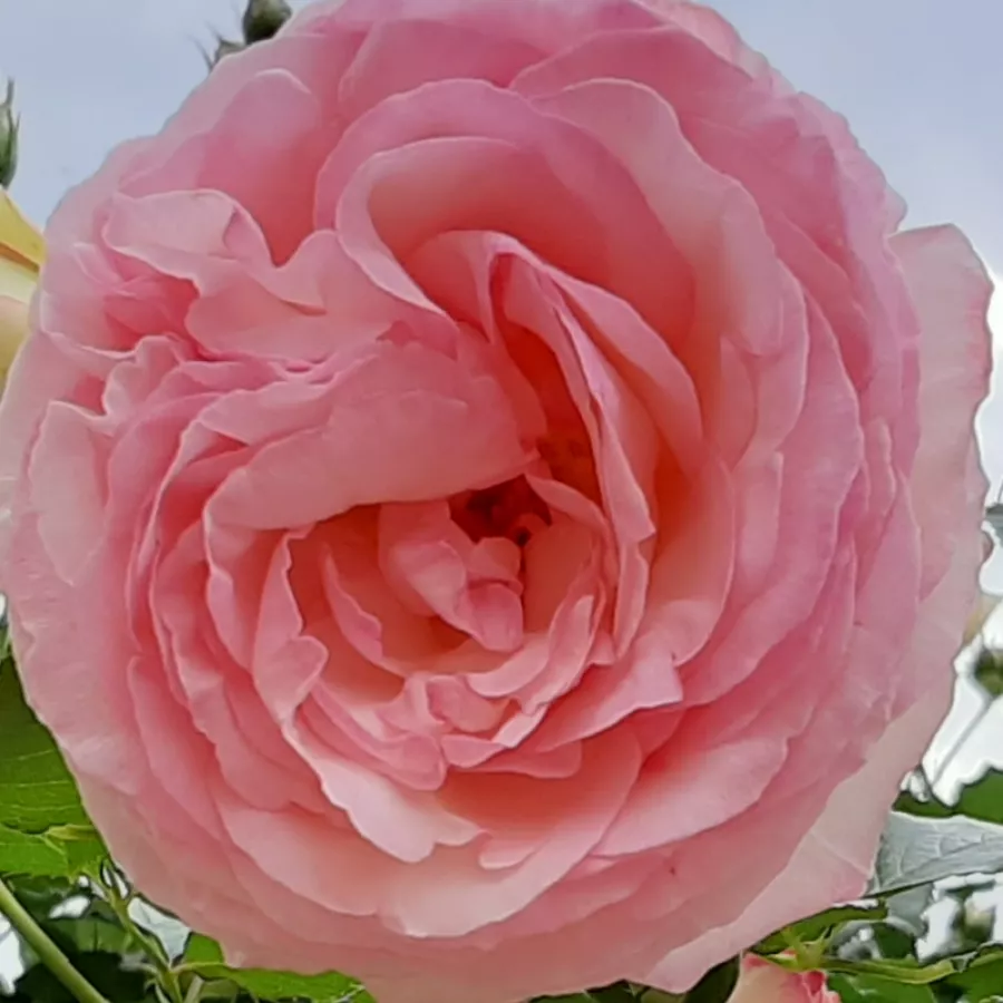 Climber, Large-Flowered Climber - Roza - Eden Rose® - Na spletni nakup vrtnice