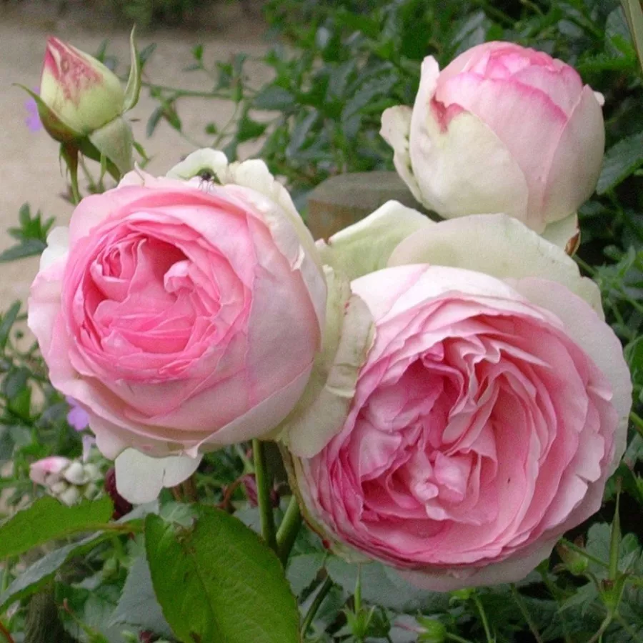 Jacques Mouchotte - Růže - Eden Rose® - 