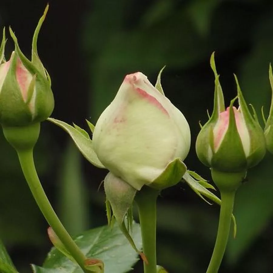 Rosier haute tige - Fleurs hybrid de thé - Rosier - Eden Rose® - 