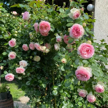 Rosa que se convierte blanco en los bordes - Árbol de Rosas Híbrido de Té - rosal de pie alto- froma de corona llorona