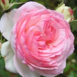 Stromčekové ruže - ružová - Rosa Eden Rose® - stredne intenzívna vôňa ruží - vôňa