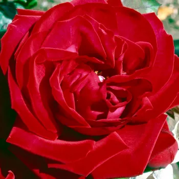 Rózsa kertészet - vörös - teahibrid rózsa - Edith Piaf® - intenzív illatú rózsa - orgona aromájú - (80-90 cm)