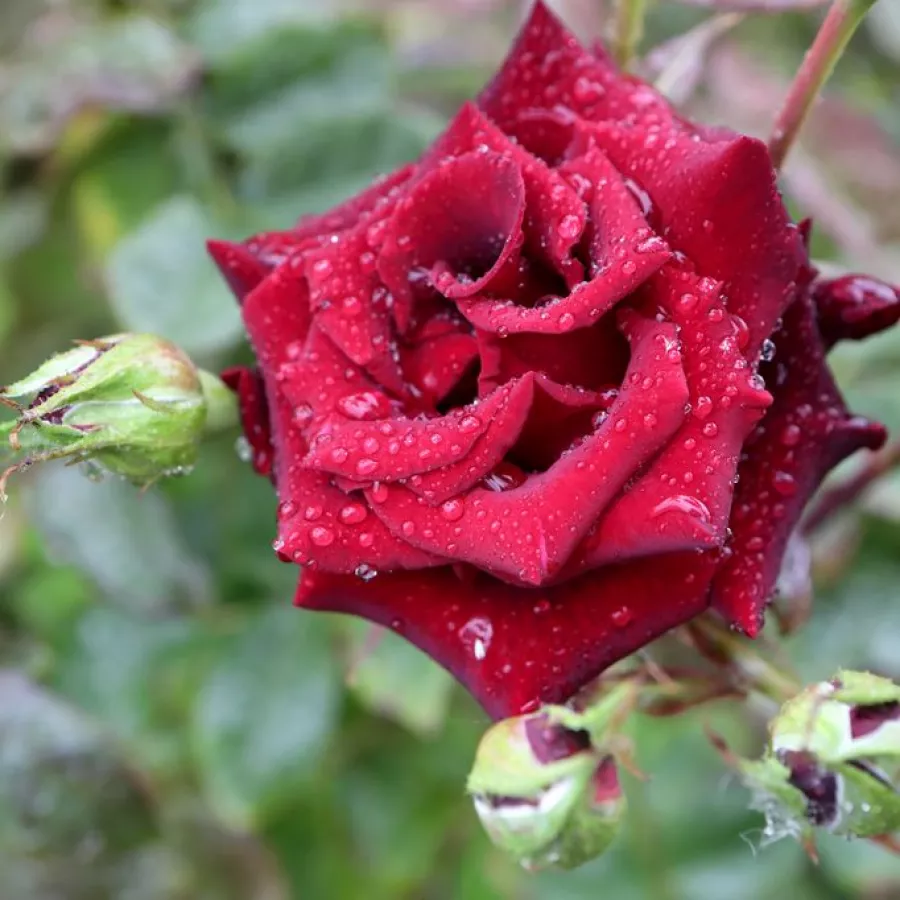 červený - Ruža - Edith Piaf® - Ruže - online - koupit