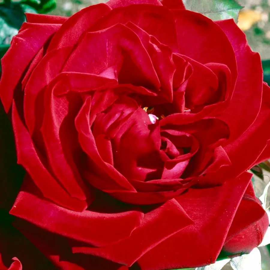 Hybrid Tea - Ruža - Edith Piaf® - Narudžba ruža