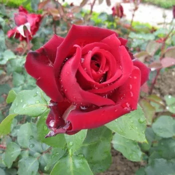 Rosa Edith Piaf® - rojo - árbol de rosas híbrido de té – rosal de pie alto