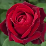Ruža čajevke - intenzivan miris ruže - crvena - Rosa Edith Piaf®