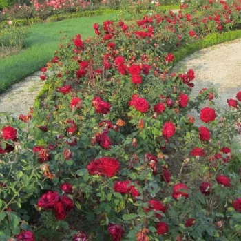 Czerwony - róża wielkokwiatowa - Hybrid Tea   (80-90 cm)