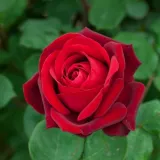 Vörös - climber, futó rózsa - Online rózsa vásárlás - Rosa Edith Piaf® Gpt - intenzív illatú rózsa - ánizs aromájú
