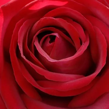 Online rózsa kertészet - vörös - climber, futó rózsa - Edith Piaf® Gpt - intenzív illatú rózsa - ánizs aromájú - (200-400 cm)