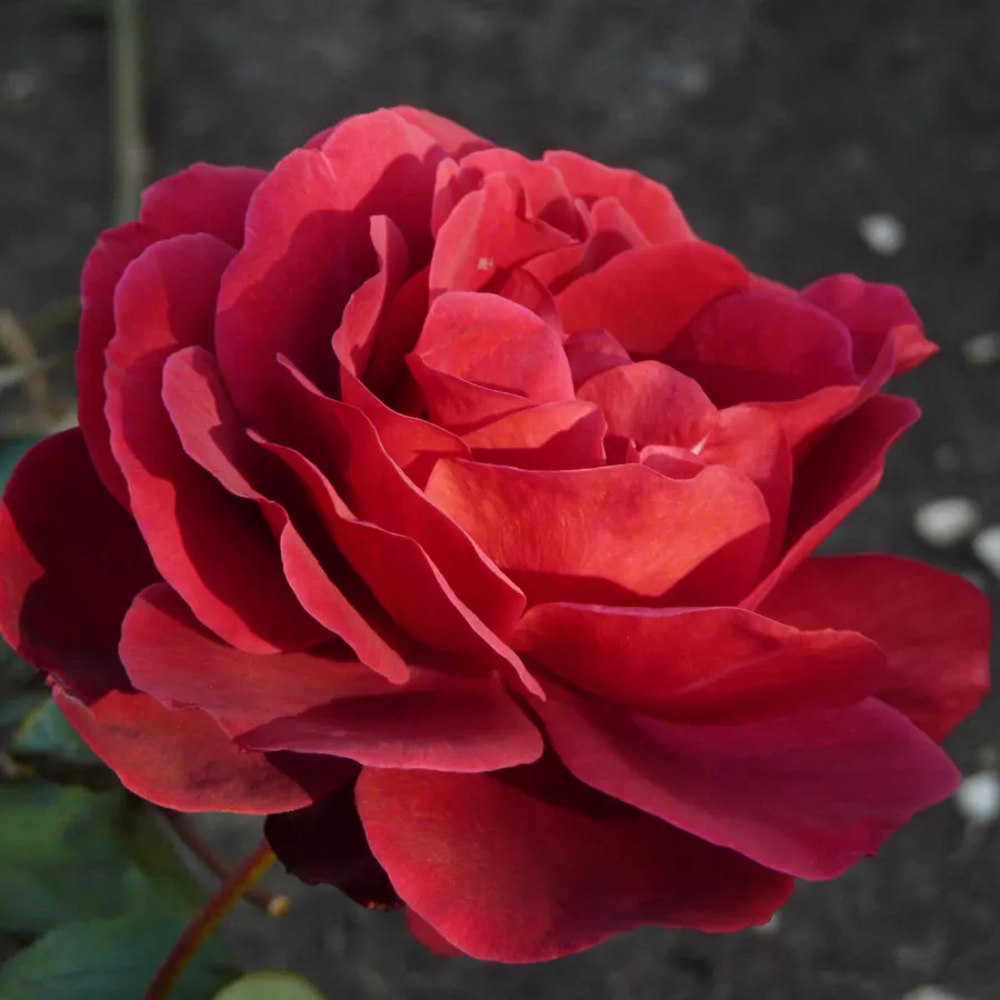 Rosso - Rosa - Edith Piaf® Gpt - Produzione e vendita on line di rose da giardino