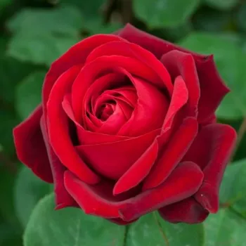 Rosa Edith Piaf® Gpt - roșu - Trandafir copac cu trunchi înalt - cu flori în buchet - coroană curgătoare
