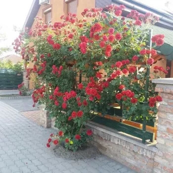 Roșu - Trandafir copac cu trunchi înalt - cu flori în buchet - coroană curgătoare