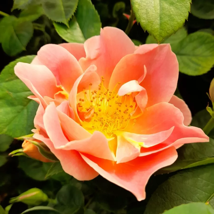 Róże rabatowe grandiflora - floribunda - Róża - Edouard Guillot™ - Szkółka Róż Rozaria