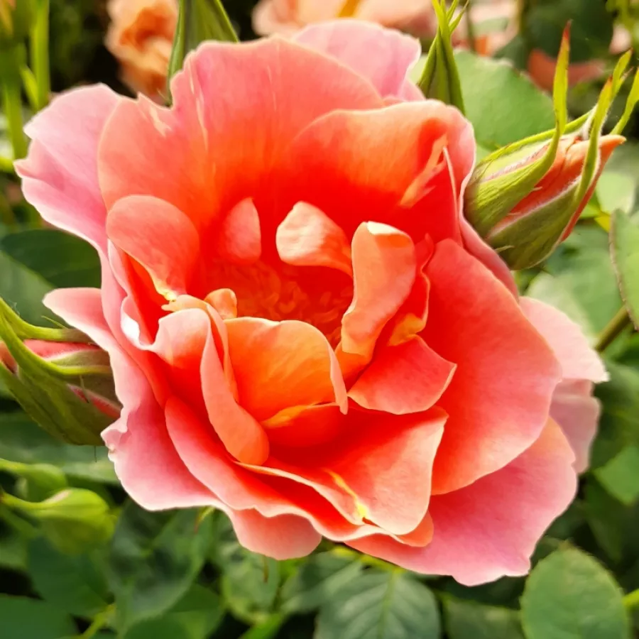Ružová - Ruža - Edouard Guillot™ - Ruže - online - koupit