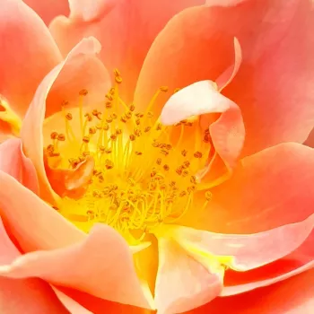 Róże ogrodowe - róże rabatowe grandiflora - floribunda - różowy - róża bez zapachu - Edouard Guillot™ - (75-90 cm)