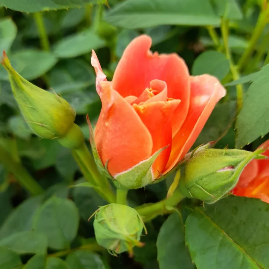 Stromčekové ruže - Stromková ruža s klasickými kvetmi - Ruža - Edouard Guillot™ - 