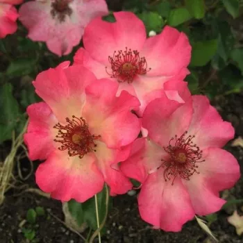 Roz somon - trandafiri pomisor - Trandafir copac cu trunchi înalt – cu flori simpli