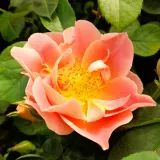Różowy - róże rabatowe grandiflora - floribunda - róża bez zapachu - Rosa Edouard Guillot™ - róże sklep internetowy