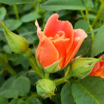 Rosa Edouard Guillot™ - ružičasta - ruža floribunda za gredice