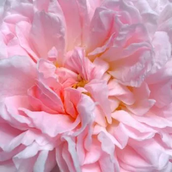 Online rózsa vásárlás - rózsaszín - angol rózsa - Eglantyne - intenzív illatú rózsa - szegfűszeg aromájú - (80-120 cm)