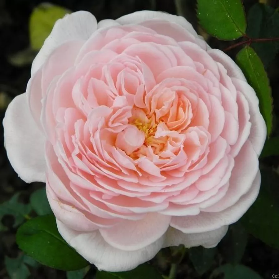 Angielska róża - Róża - Eglantyne - Szkółka Róż Rozaria