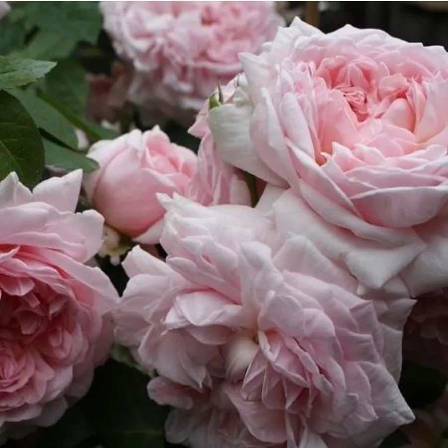 Roz - Trandafiri - Eglantyne - Trandafiri online