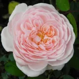 Rózsaszín - Kertészeti webáruház - angolrózsa virágú- magastörzsű rózsafa - Rosa Eglantyne - intenzív illatú rózsa - szegfűszeg aromájú