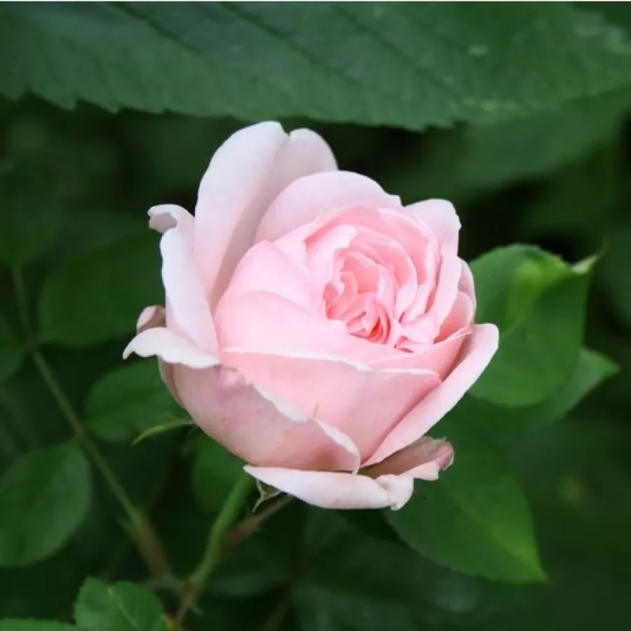 Stromkové růže - Stromkové růže s květy anglických růží - Růže - Eglantyne - 