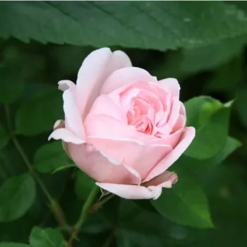 Rosa Eglantyne - roz - trandafiri pomisor - Trandafir copac cu trunchi înalt – cu flori tip trandafiri englezești