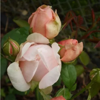 Rosa claro - Árbol de Rosas Inglesa - rosal de pie alto- forma de corona de tallo recto