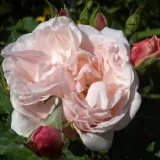 Rózsaszín - nosztalgia rózsa - Online rózsa vásárlás - Rosa Eifelzauber ® - diszkrét illatú rózsa - eper aromájú