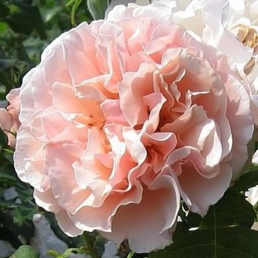 Rózsaszín - Rózsa - Eifelzauber ® - Online rózsa rendelés