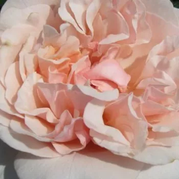 Rózsa kertészet - nosztalgia rózsa - rózsaszín - diszkrét illatú rózsa - eper aromájú - Eifelzauber ® - (90-150 cm)