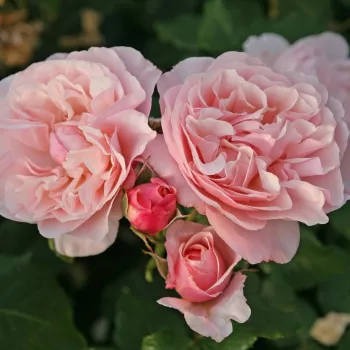 Rosa claro - árbol de rosas inglés- rosal de pie alto - rosa de fragancia discreta - fresa