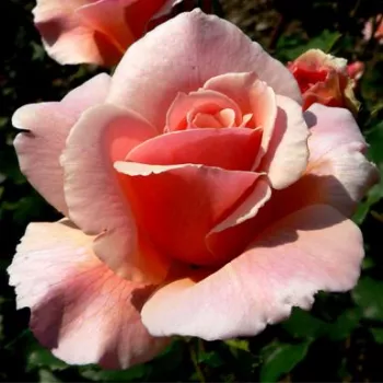 Rosa Eifelzauber ® - ružičasta - nostalgija ruža