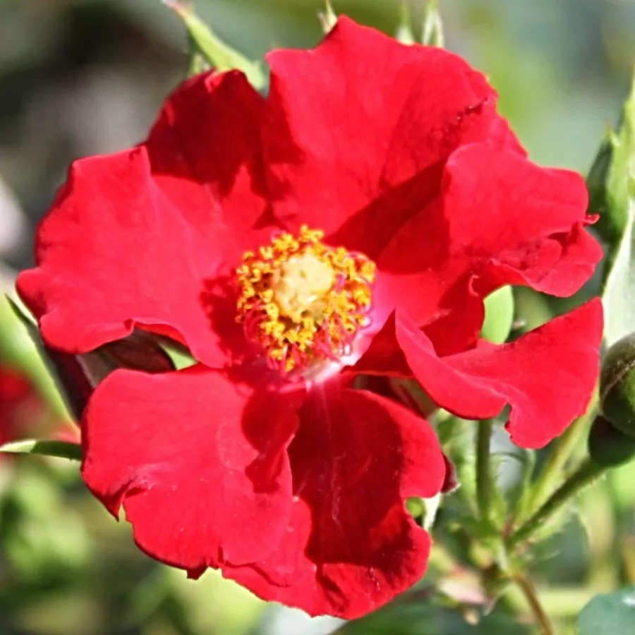 Red - Rose - Alpenglühen® - rose shopping online