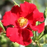 Red - ground cover rose - no fragrance - Alpenglühen® - rose shopping online