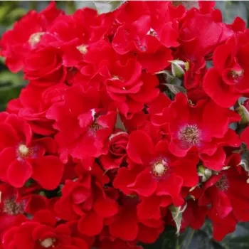 Poзa Алпенглюэн® - красная - Почвопокровная роза