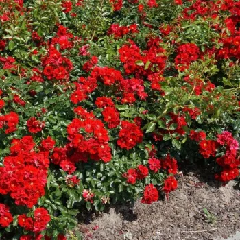 Vörös - talajtakaró rózsa   (60-70 cm)