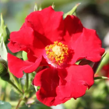 Rose Shop Online - ground cover rose - red -  Alpenglühen® - no fragrance - Hans Jürgen Evers - -