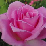 Rózsaszín - teahibrid rózsa - Online rózsa vásárlás - Rosa Eiffel Tower - intenzív illatú rózsa - gyümölcsös aromájú