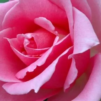 Rózsa rendelés online - rózsaszín - teahibrid rózsa - Eiffel Tower - intenzív illatú rózsa - gyümölcsös aromájú - (80-150 cm)
